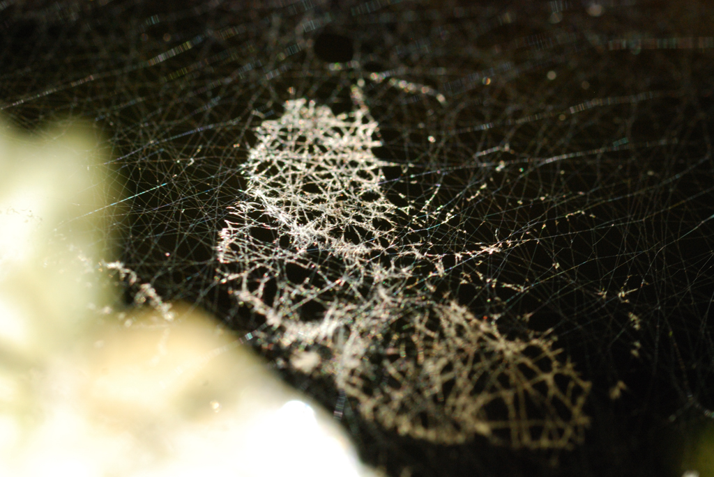 macro_013 .jpg